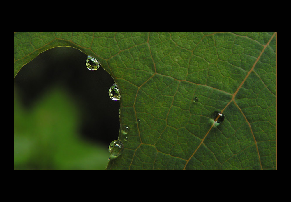 Sommer - Regengrün