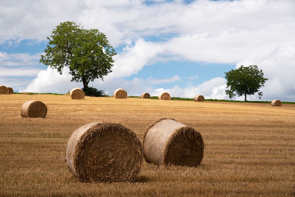 Sommer-Rollen