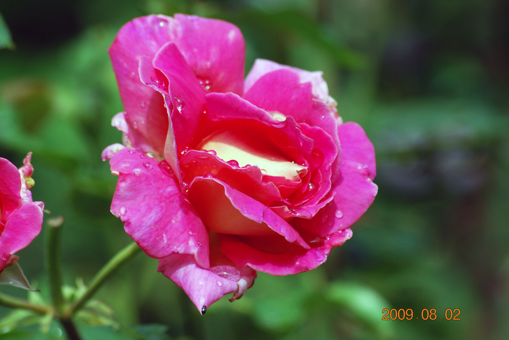 Sommer-Rose