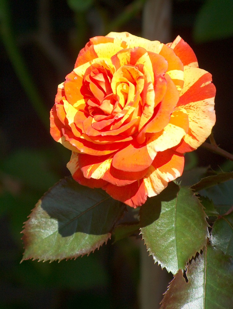 Sommer-Rose