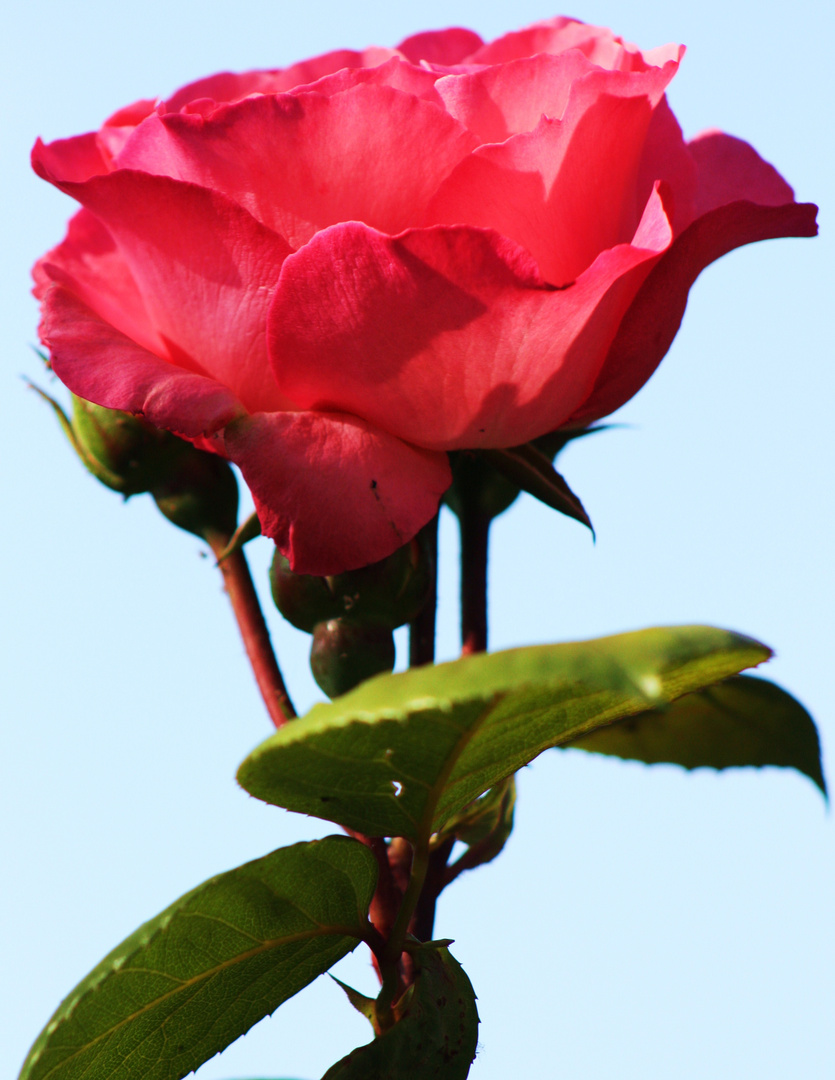 Sommer! Rosen!