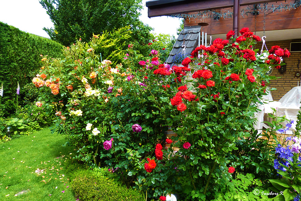 Sommer: Rosen aus meinem Garten