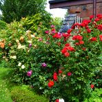 Sommer: Rosen aus meinem Garten