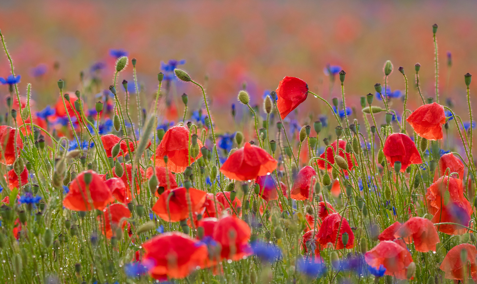 Sommer rot - blau