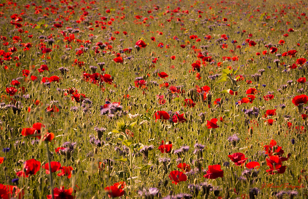 Sommer Rot