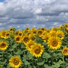 Sommer Rückblick mit Sonnenblumen