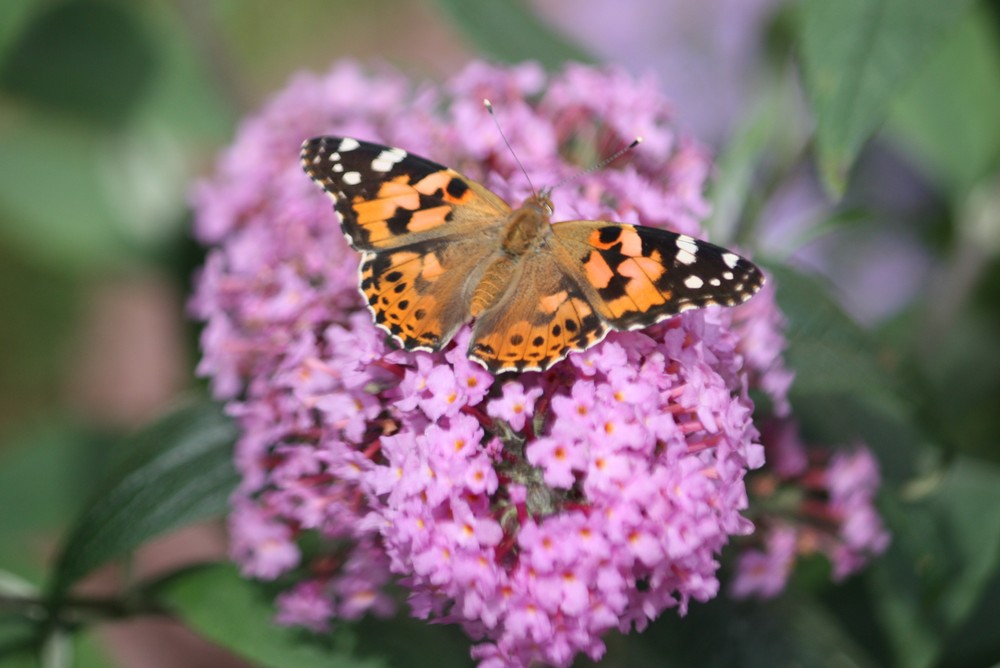 Sommer-Schmetterling(s)-Flieder