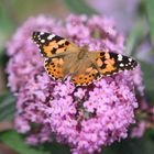 Sommer-Schmetterling(s)-Flieder