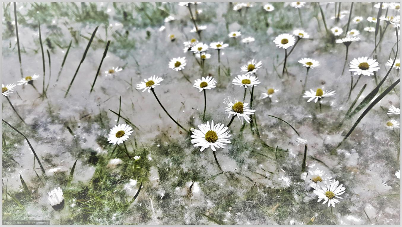 Sommer-Schnee 