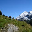 Sommer-Schnee im grünen Klee