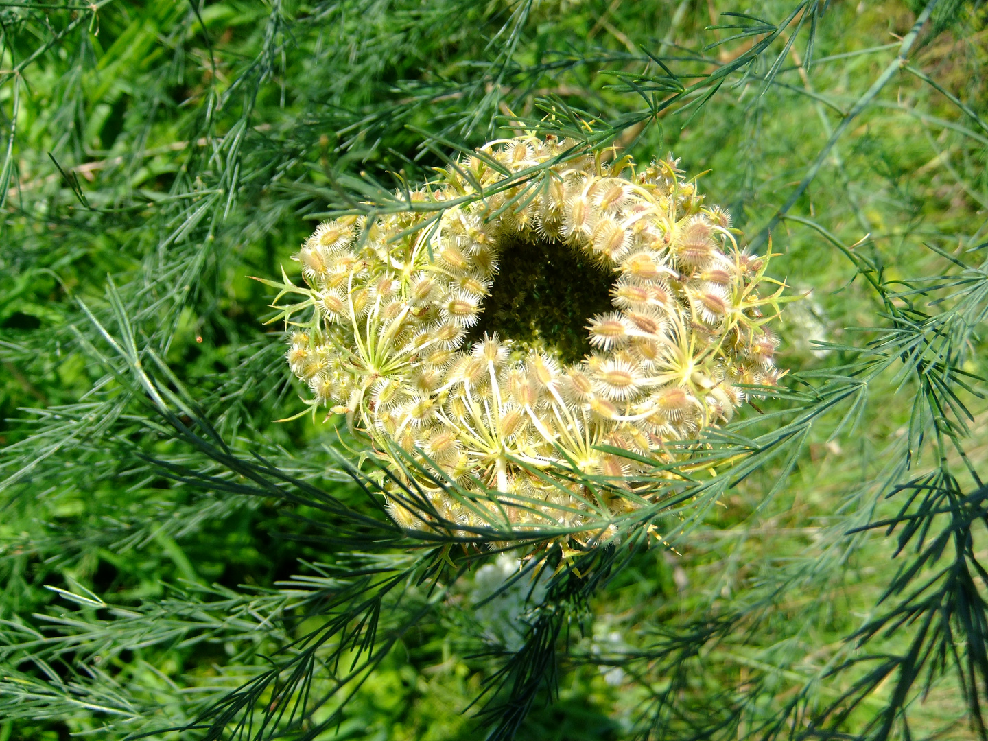 Sommer-Schönheit (1)