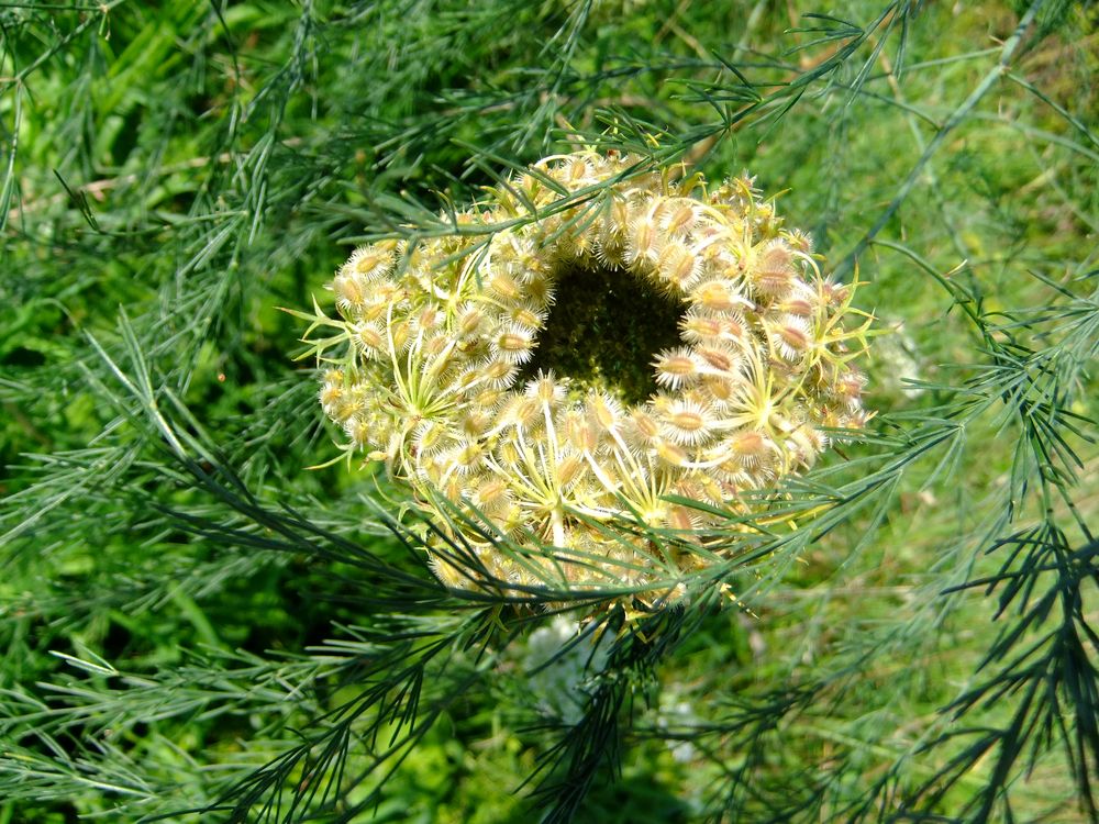 Sommer-Schönheit (1)