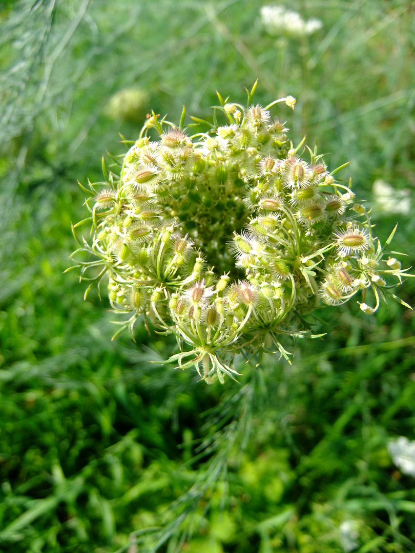 Sommer-Schönheit