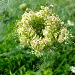 Sommer-Schönheit