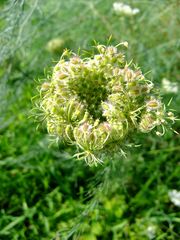 Sommer-Schönheit