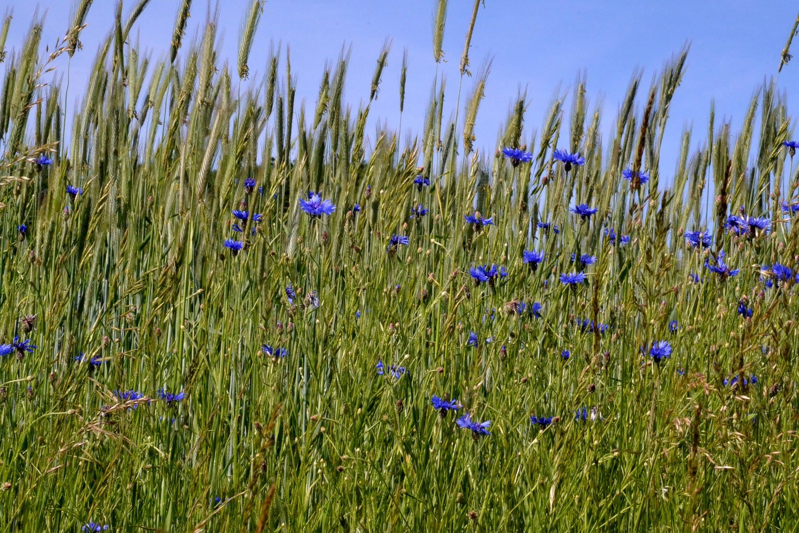 Sommer-Schönheit eines Getreidefeldes