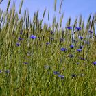 Sommer-Schönheit eines Getreidefeldes