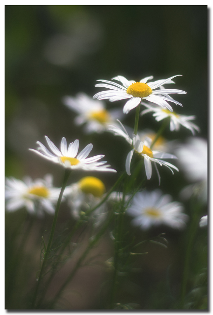 Sommer-Schönheiten