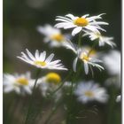 Sommer-Schönheiten