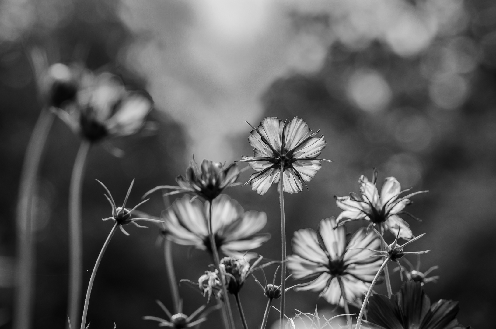 Sommer schwarz-weiß