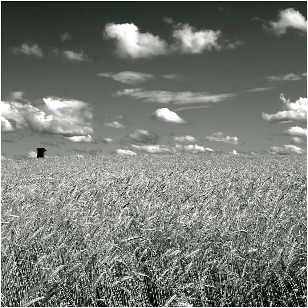 Sommer / schwarzweiß Foto & Bild monochrome, natur Bilder auf
