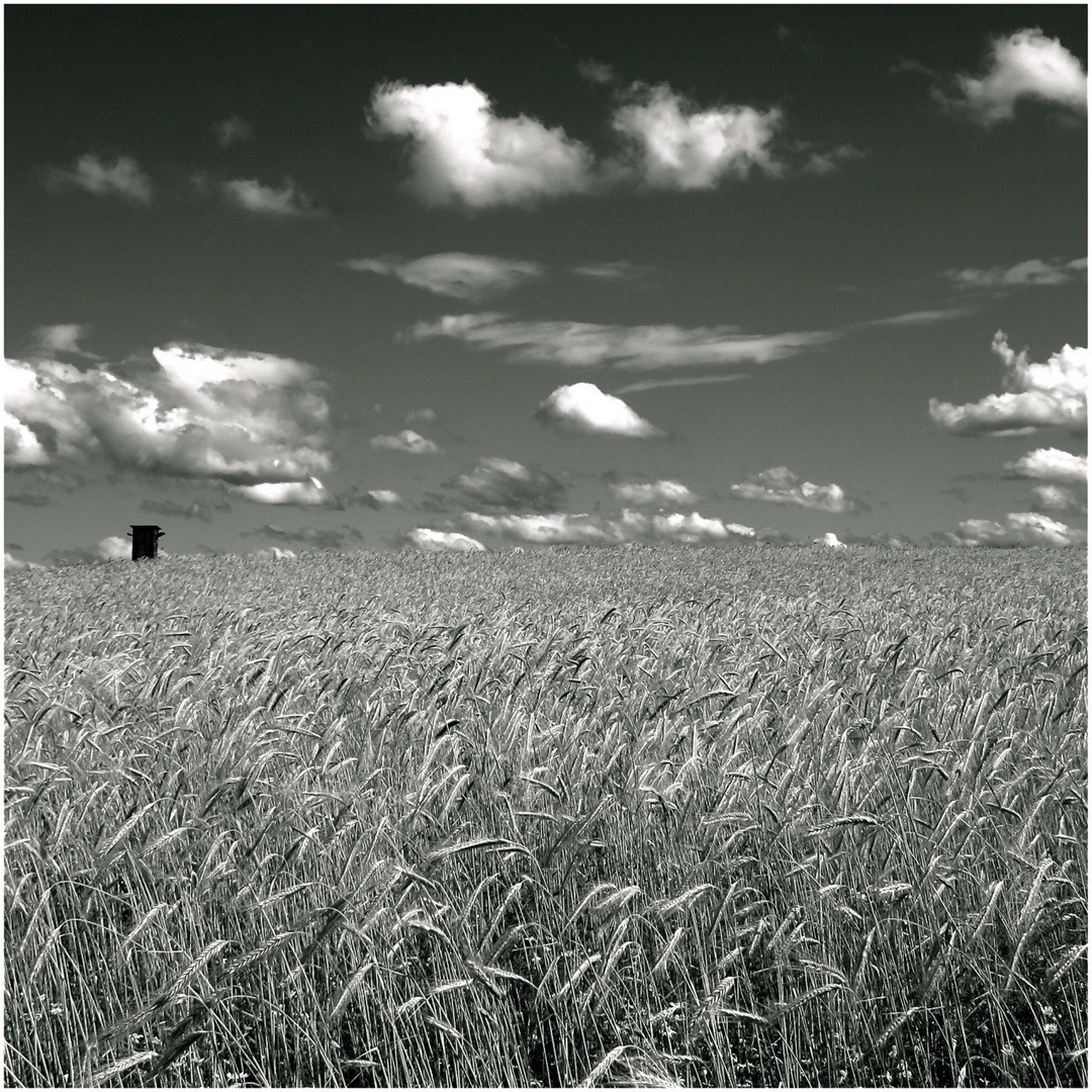 Sommer / schwarzweiß Foto & Bild monochrome, natur Bilder auf