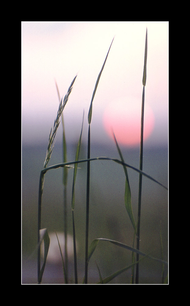 Sommer-Sehnsucht