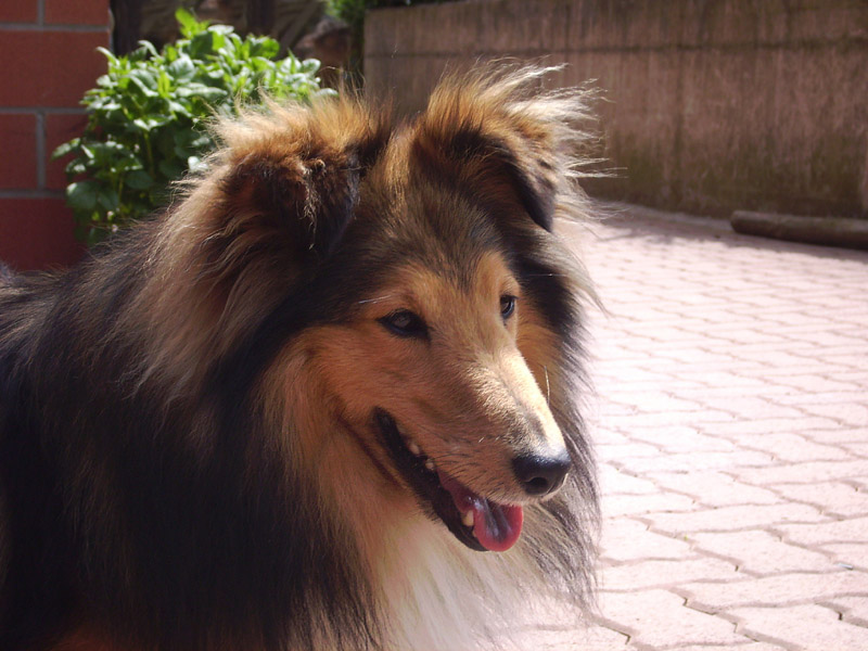 Sommer-Sheltie