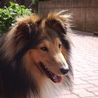 Sommer-Sheltie