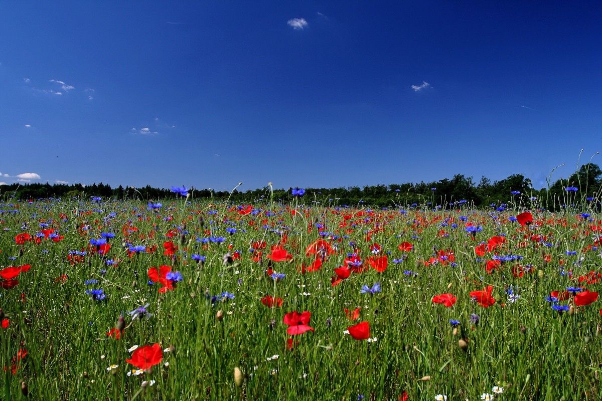 Sommer - so wie ich ihn von früher kenne... Wiese in Hambrücken