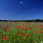 Sommer - so wie ich ihn von früher kenne... Wiese in Hambrücken