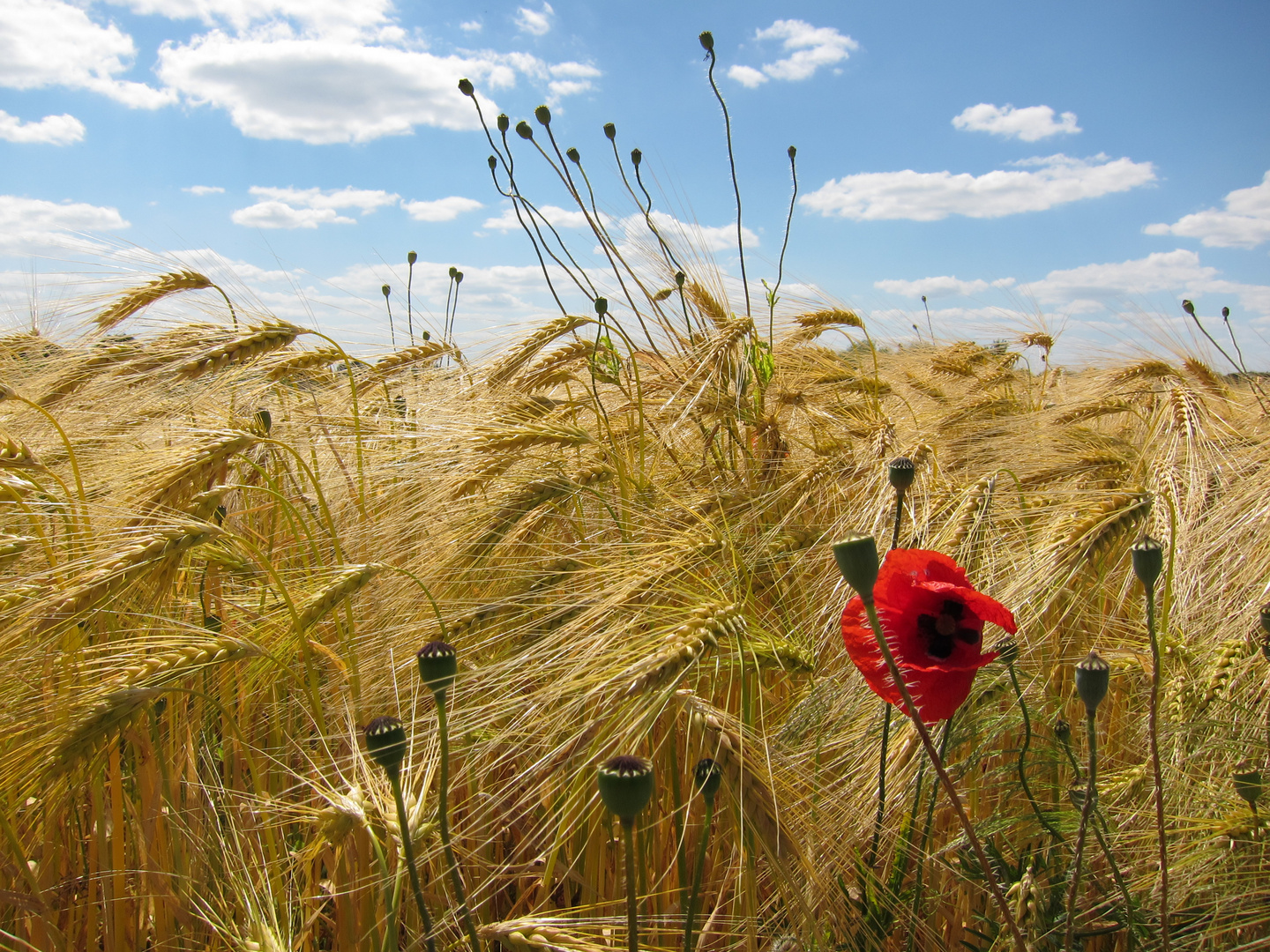 Sommer Sommer