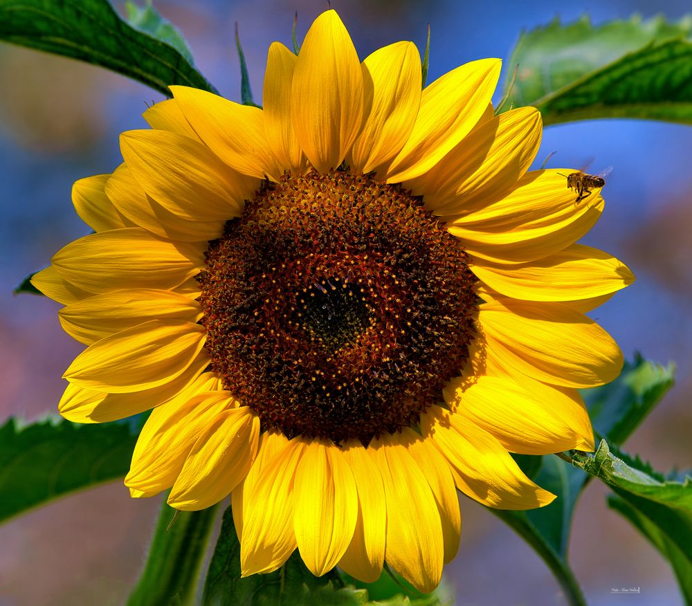 Sommer Sonne Foto & Bild dokumentation, sommer, sonne Bilder auf