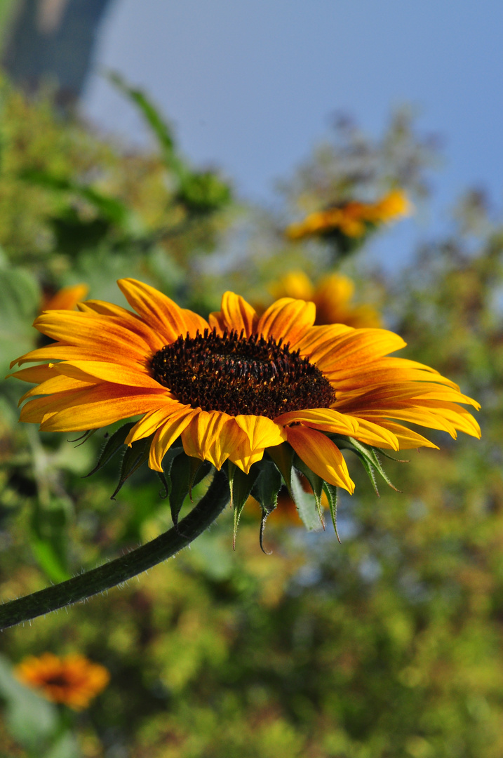 Sommer Sonne ....