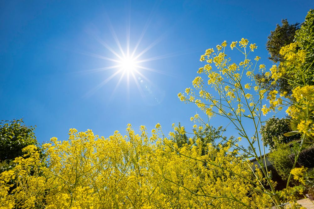 Sommer Sonne Foto & Bild deutschland, europe, bayern Bilder auf