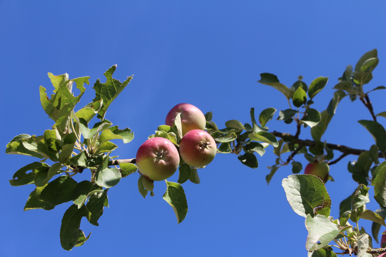 Sommer - Sonne - ...Äpfel