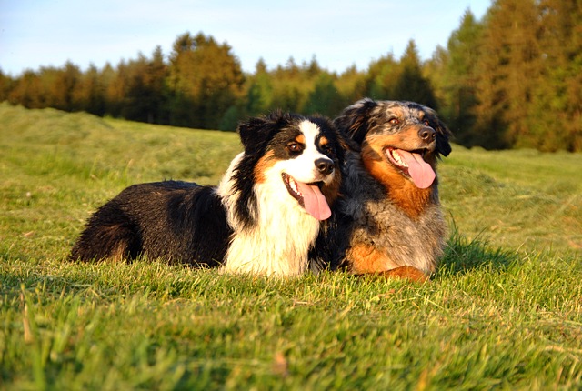 Sommer, Sonne, Aussie