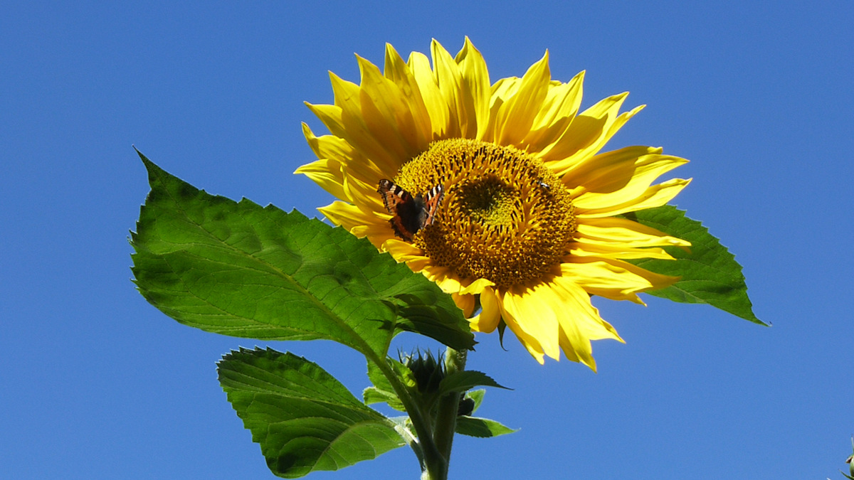 Sommer  Sonne