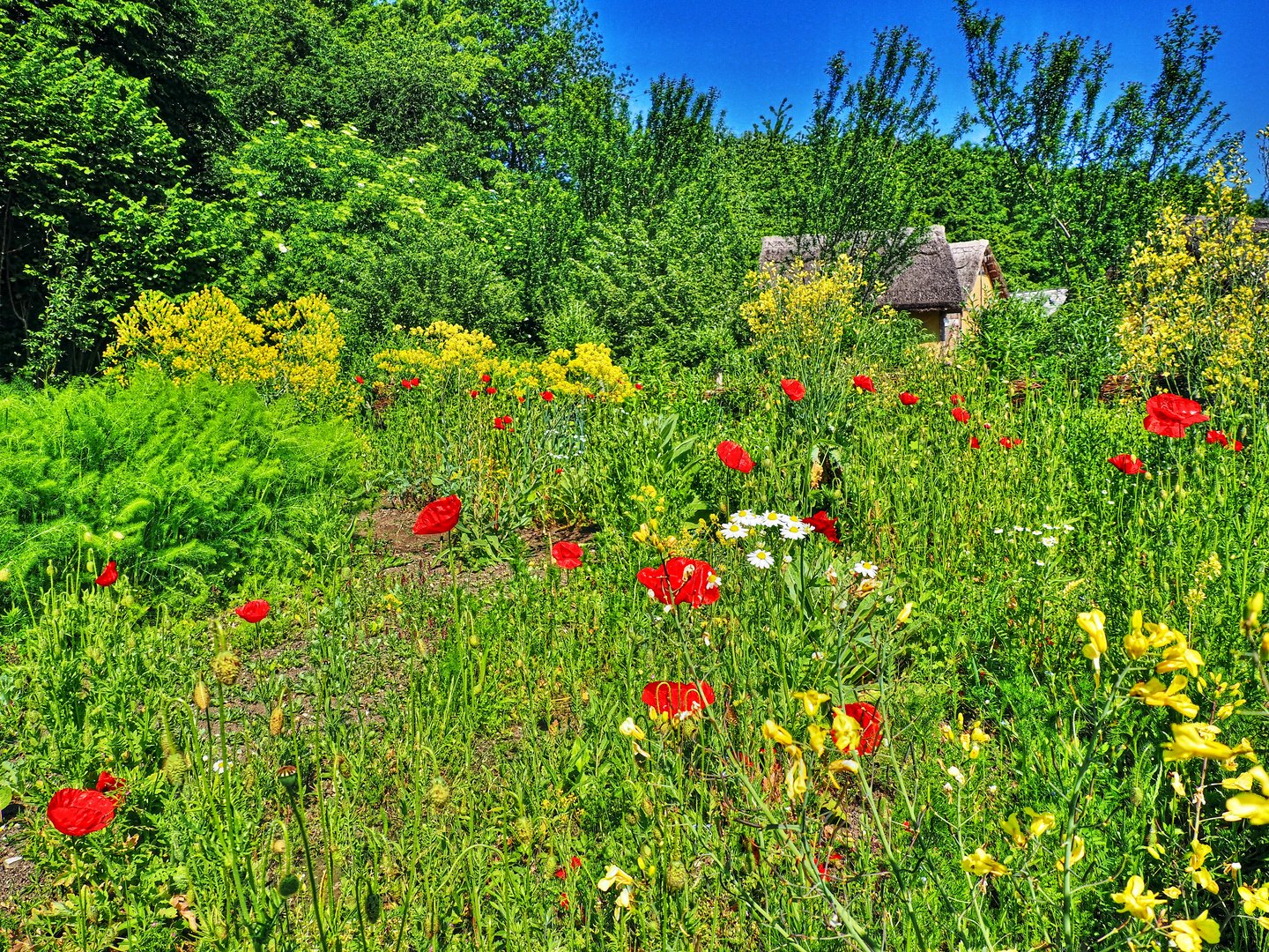 Sommer , Sonne , Bauerngarten