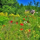 Sommer , Sonne , Bauerngarten