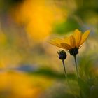 Sommer Sonne Blümchen