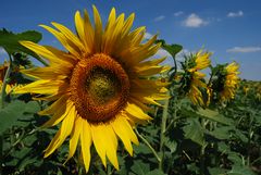 Sommer - Sonne,.... Blumen