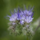 Sommer, Sonne, Blumen