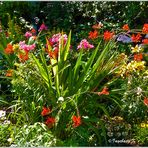 Sommer - Sonne - Blumen