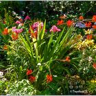 Sommer - Sonne - Blumen