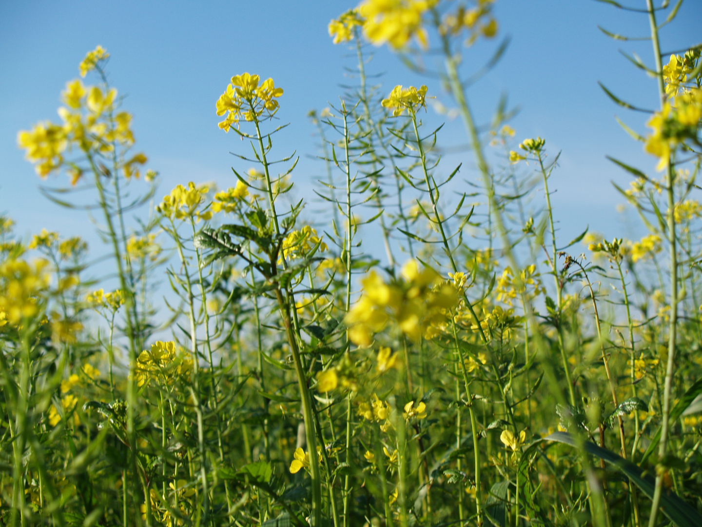 Sommer, Sonne, Blumenwiese