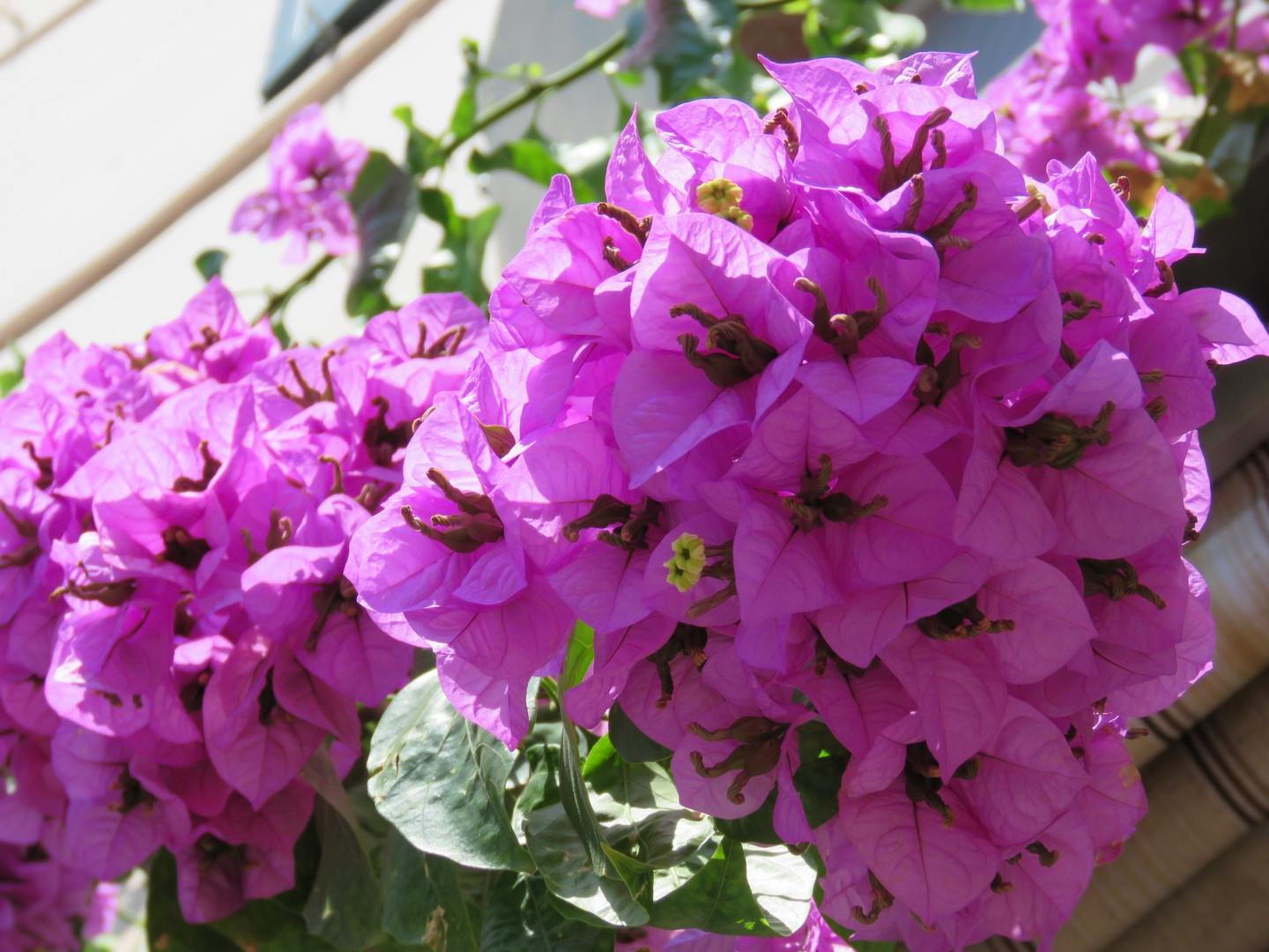 Sommer, Sonne, Bougainvillea