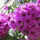 Sommer, Sonne, Bougainvillea