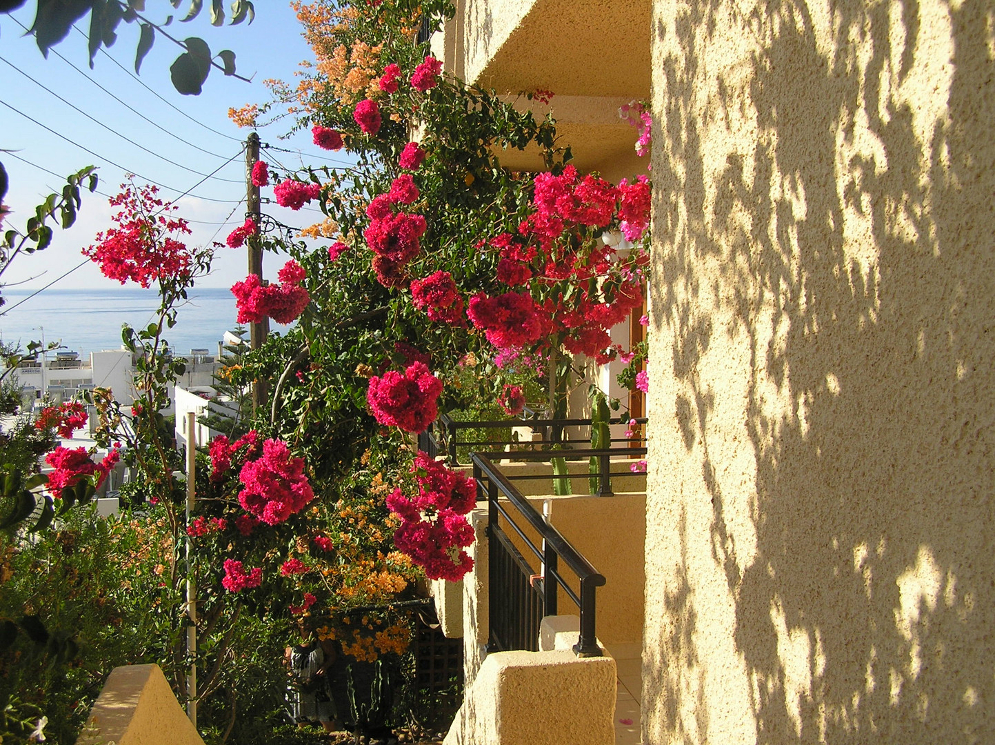 Sommer, Sonne, Bougainvillea