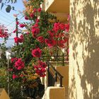 Sommer, Sonne, Bougainvillea